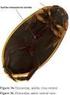 Chaves de identificação de gêneros de Hydradephaga (Coleoptera) citados para o Brasil