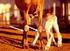 Efeito da CAE (Artrite-Encefalite Caprina) na saúde e produtividade de cabras leiteiras