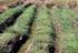 Cultivo sustentável de halófitas Potencial agrícola, alimentar e industrial