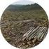 (Re)arborização e manutenção de Povoamentos de Eucalipto
