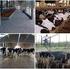 Efeitos da Climatização do Curral de Espera na Produção de Leite de Vacas Holandesas