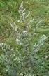 Preparado homeopático de losna, Artemisia vulgaris L., no manejo de tripes e seu efeito sobre a produção de cebola em sistema orgânico.