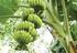 Sistema de Fertirrigação na Cultura da Bananeira no Sudeste Paraense1