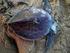 Ingestão de resíduos antropogênicos por tartarugas marinhas no litoral norte do estado da Bahia, Brasil