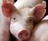 Análise da suinocultura nos Estados Unidos da América. Analysis of pig production in the United States of America