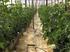Sais fertilizantes e manejo da fertirrigação na produção de tomateiro cultivado em ambiente protegido