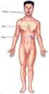 - Tecidos e órgãos linfoides - Inflamação aguda