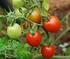 Tomateiro (Solanum lycopersicum)