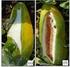 Keywords: Cucumis melo L.; variability; breeding. (Aceito para publicação em 03 de abril de 2.000)