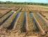 Influência dos Sistemas de Irrigação por Aspersão e Gotejamento na Ocorrência de Oídio em Tomateiro Cultivado em Sistema Orgânico de Produção