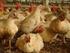 Monitoração sorológica para bronquite infecciosa em galinhas de postura comercial no Estado do Ceará *