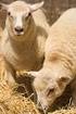 Racial susceptibility of sheep to gastrointestinal helminths