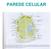CARACTERÍSTICAS GERAIS DA PAREDE CELULAR