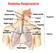 Sistema Respiratório. Superior. Língua. Inferior