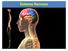 1) Introdução. 2) Organização do sistema nervoso humano. Sistema Nervoso Central (SNC) Sistema Nervoso Periférico (SNP) Cérebro Cerebelo.