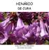 HINÁRIO DE CURA. Tema 2012: Flora Brasileira Jacaranda macrantha