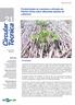 Produtividade de mandioca cultivada em Plantio Direto sobre diferentes plantas de cobertura