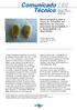 Comunicado Técnico. Recomendações para o Teste de Tetrazólio em Sementes de Leucena (Leucaena leucocephala e L. leucocephala x L.