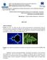 FRACTAIS. Iteração: é um conjunto de procedimentos repetidos em série para construir um fractal. (NUNES, 2006, f. 30).