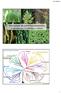 Diversidade das eufilófitas monilófitas (samambaias, cavalinhas e outras)