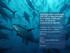 Workshop sobre certificação MSC/ASC e disponibilidade de produtos certificados para um consumo sustentável de pescado