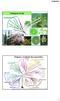 Linhagem Verde. Origem e evolução dos eucariotos 24/08/2016. Cromoalveolados. Unicontes. Excavados. (Modificado de Baldauf, 2008)
