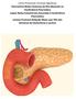 Como Prescrever Enzimas Digestivas Pancreatina Reduz Sintomas de Má- Absorção na Insuficiência Pancreática Lipase Reduz Esteatorreia Associada à