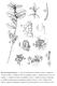 Fig. 25: Casearia mestrensis: a ramo com inflorescência em botões e flores; b detalhe da nervação da folha; c detalhe do bordo com glândula no dente;
