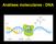 Análises moleculares - DNA