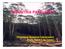 INDÚSTRIA PAPELEIRA. Processos Químicos Industriais II Profa. Heizir f. de Castro