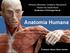 Hermann Blumenau Complexo Educacional Técnico em Saúde Bucal Anatomia e Fisiologia Geral. Anatomia Humana! Professor: Bruno Aleixo Venturi
