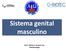 Sistema genital masculino. Prof a. Marta G. Amaral, Dra. Histofisiologia
