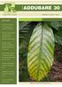 ADDUBARE 30. Janeiro a Junho Nesta Edição. Demanda nutricional de. clones de eucalipto na. região Sul do Brasil pag 3