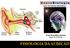 Profa Silvia Mitiko Nishida Depto de Fisiologia FISIOLOGIA DA AUDIÇÃO
