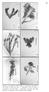 Figura 11: a. Lychnophora pohlii Sch.Bip.; b. Lychnophora pseudovillosissima Semir & Leitão (sp. nov.); c. Lychnophora souzae H. Rob.; d.