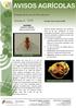 5/2018. OLIVEIRA MOSCA-DA- AZEITONA (Bactrocera (Dacus) Oleae) Bactrocera oleae. Larva da Bactrocera oleae na azeitona