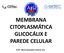 MEMBRANA CITOPLASMÁTICA GLICOCÁLIX E PAREDE CELULAR. Prof a Marta Gonçalves Amaral, Dra.