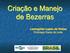 Criação e Manejo de Bezerras. Leovegildo Lopes de Matos Embrapa Gado de Leite