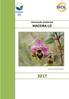 Declaração Ambiental MACEIRA-LIZ. Ophrys tenthredinifera (Orquídea)
