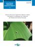 Sobrevivência da Cigarrinha Dalbulus maidis (Hemiptera Cicadelidae) em Espécies de Plantas da Família Poaceae