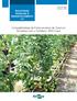Compatibilidade de Porta-enxertos de Solanum Silvestres com o Tomateiro BRS Kiara