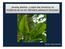 Janelas abertas: o papel das fenestras na incidência de luz em Monstera adansonii (Araceae) Monise Terra Cerezini