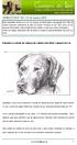 Desenho a carvão de cabeça de cadela com afixo Campos do Lis
