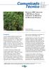 Comunicado Técnico. 83 ISSN Julho, 2017 Boa Vista, RR. Saracura, BRS Japonesa e BRS Moura: Novas Cultivares de Mandioca de Mesa para Roraima