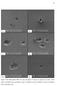 Figura Micrografias MEV dos aços ensaiados ao longo da espessura em meio 3,56% NaCl. (a) P430E 4 mm; (b) P430A 4 mm; (c) P430E 3,6 mm; (d)